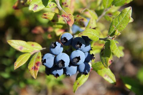 bleuets myrtilles ou sauvages.